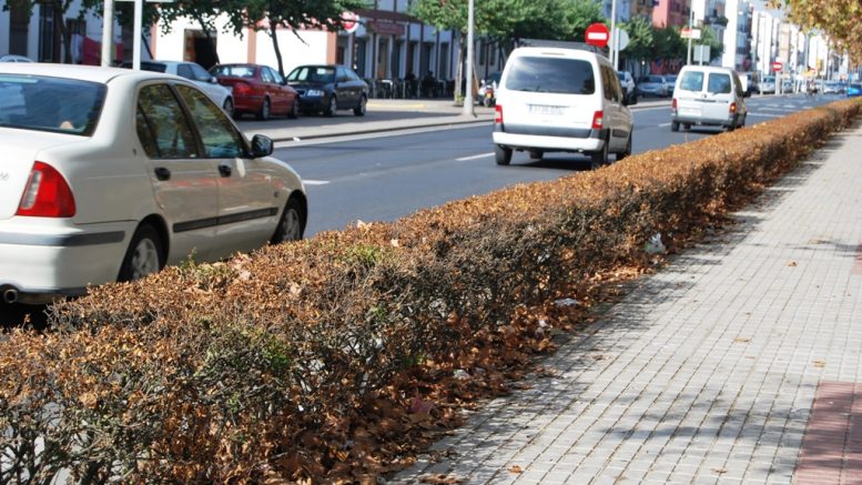 La falta de riego y cuidados dieron como resultado el secado del seto